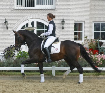 The Trakehner Horse Breed / Trakehner Horses For Sale